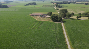 Vue drone d'un champ de maïs