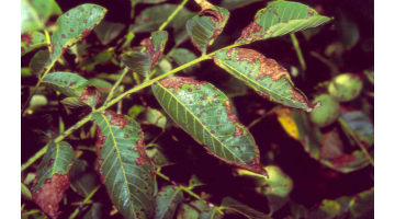 Anthracnose sur feuilles prise depuis la station d'expérimentation ©Senura