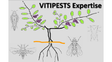 Logo de Vitipests Expertise