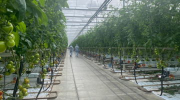 Centre d’expérimentation de la tomate aux Pays-Bas de BASF | Nunhems