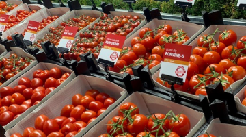 Variétés de tomates résistantes au ToBRFV du centre d’expérimentation de la tomate aux Pays-Bas de BASF | Nunhems