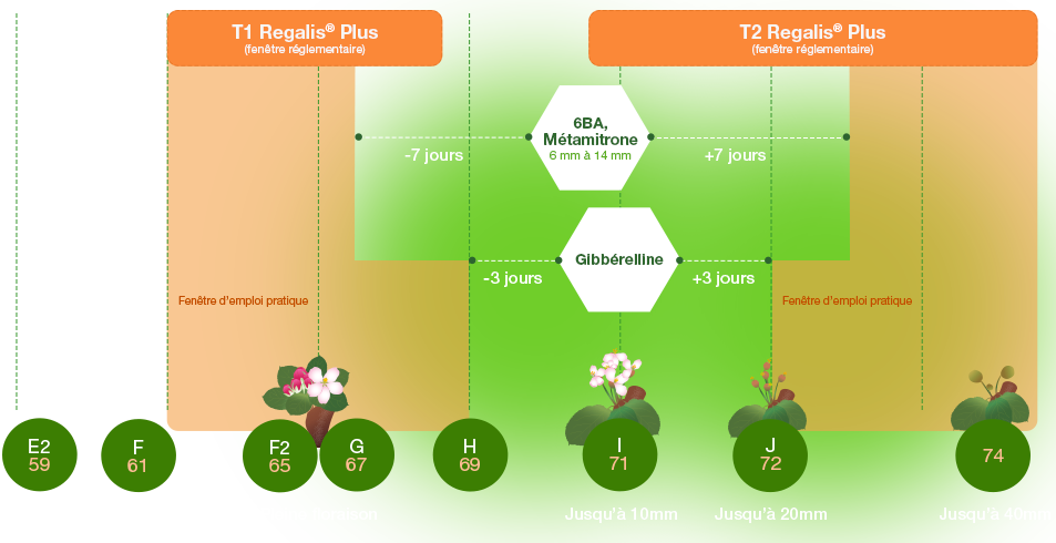 Utilisation Regalis® Plus